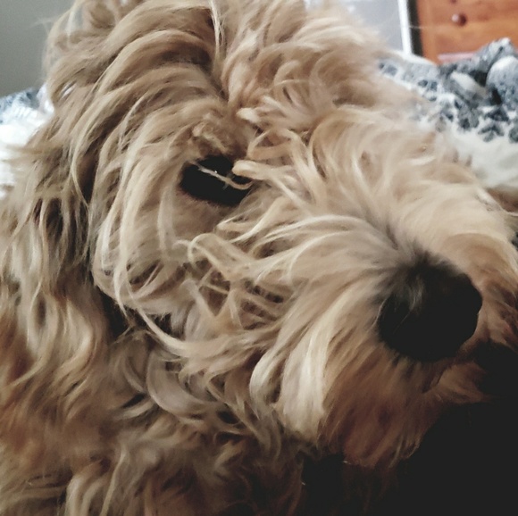 Meet your Posher, Martha - Picture 1 of 1